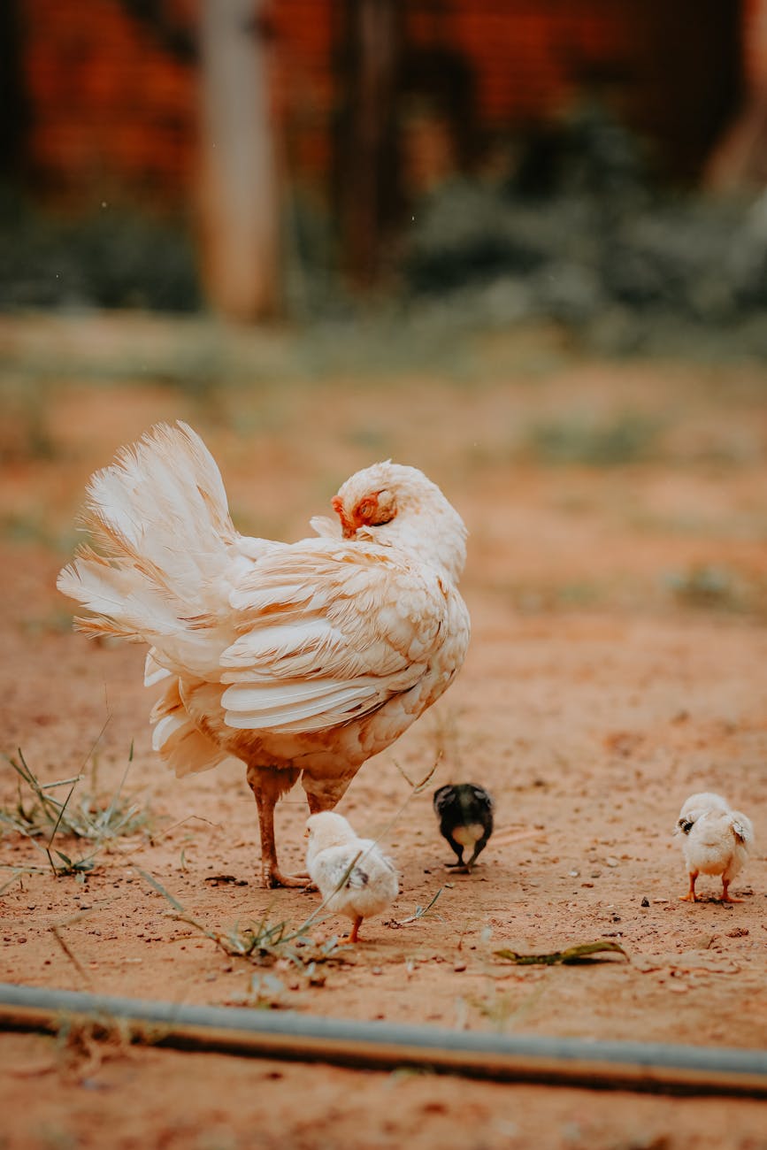 Jesus Vs. The Pharisees / The Final&nbsp;Round